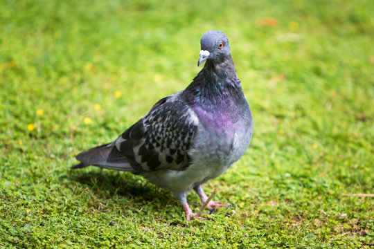 Beautiful Pigeon Bird