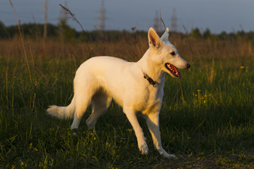 White Swiss Shepherd