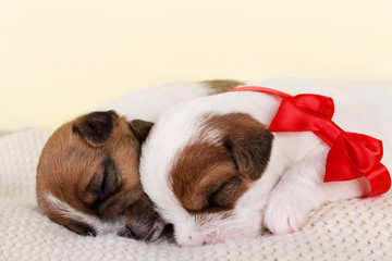 Two sleeping puppies presented as a gift and decorated with red bow.