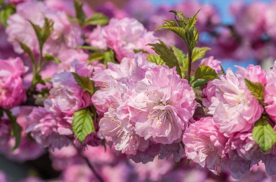 Branch of blooming Japanese cherry (hill cherry - Prunus serrulata) flowers