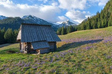 Wooden hut and crocuses in the grass on the mountain meadow, Tatra, Poland