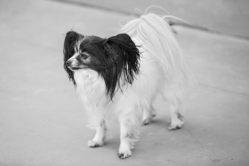Small Papillon dog breed, black and white