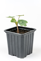 Tropaeolum majus in the flowerpot isolated over white