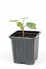 Tropaeolum majus in the flowerpot isolated over white