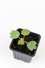 Tropaeolum majus in the flowerpot isolated over white