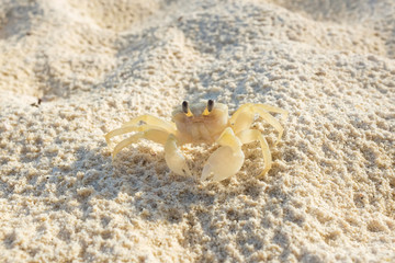 Life crab walking on the sand white sand beach.