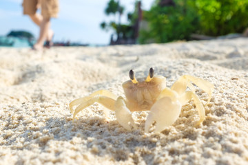 Crab in beach background