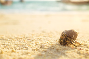 Crab in beach background
