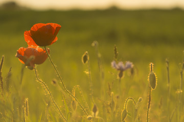 Poppy field. Wild red poppies at sunset rays 4