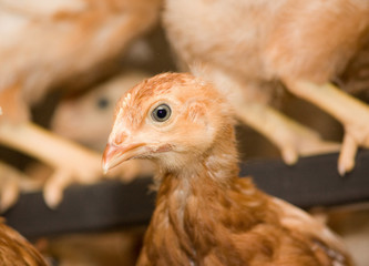 Young chickens in a cage on a chicken farm