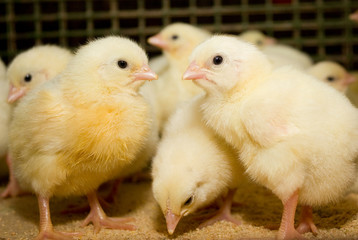 Young chickens in a cage on a chicken farm - 111300425
