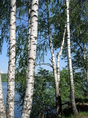 Fototapeta premium Birch in summer day