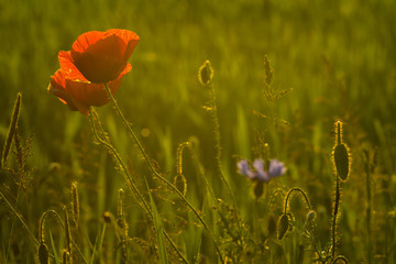 Poppy field. Wild red poppies at sunset rays 3