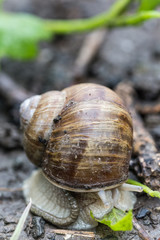 Garden snail in the garden soil