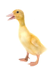 Duckling isolated on white background