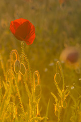 Poppy field. Wild red poppies at sunset rays 2