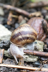 Garden snail in the garden soil