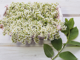 Bunch of flowers bird cherry in a basket on a white wooden backg