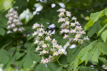 Chestnut flower