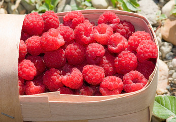 Basket of fresh sweet raspberries