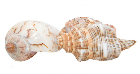 Sea shell isolated on white background