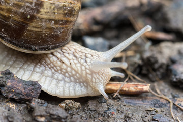 Garden snail in the garden soil