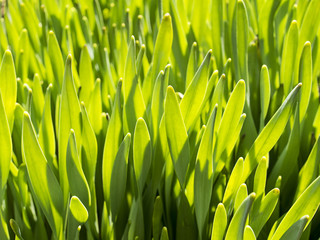 Fototapeta na wymiar Close up on fresh green grass texture background
