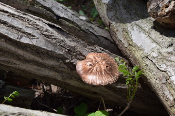 キノコの栽培／山形県鶴岡市の森林で、キノコ（シイタケ）の栽培風景を撮影した写真です。
