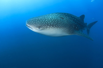 Whale Shark