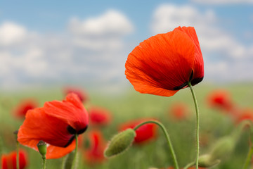 Naklejka premium Red poppies closeup on a sunny day