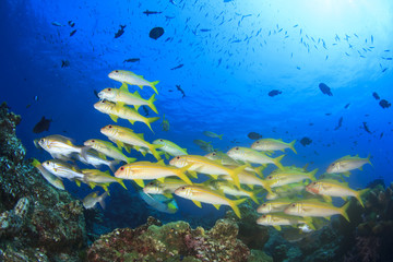 Fototapeta premium School of fish on underwater ocean coral reef