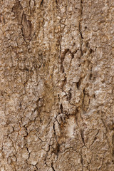 Tree texture