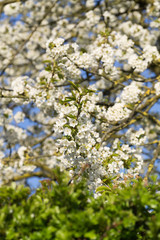 Flowering fruit trees in closeup.
Very blue sky. Sunny day.