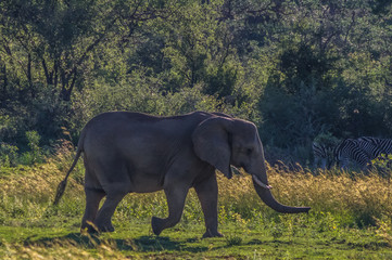 Fototapeta premium Elephant herd in the wild at the Welgevonden Game Reserve in South Africa