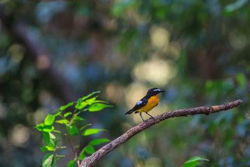 Male Yellow-rumped flycatcher (Ficedula zanthopygia) in nature