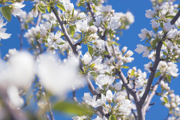 White flowers of apple trees in spring