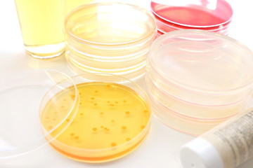 研究イメージ　微生物の鑑別