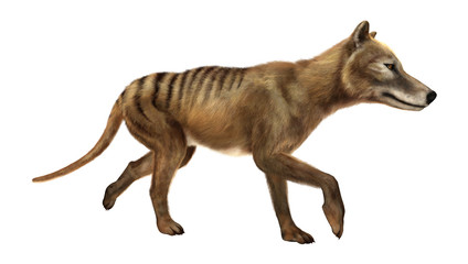 3D Rendering Thylacine on White