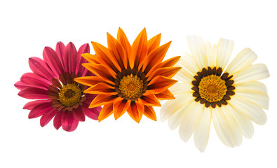 beautiful gazania isolated