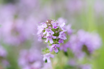purple flowers close-up