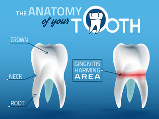 Teeth vector anatomy
