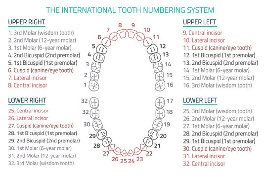 Teeth Infographic 06 B-13