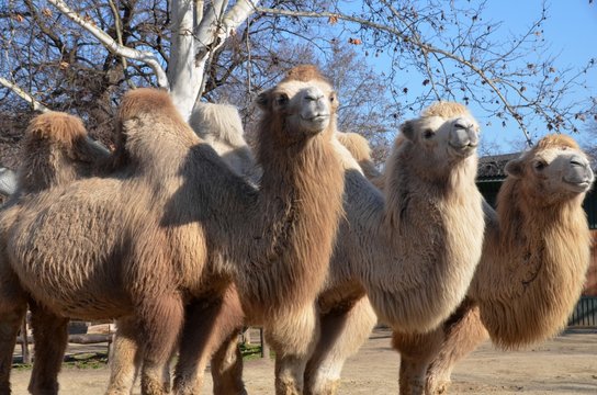 Three camels in a row posing