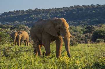 Fototapeta na wymiar Elephant herd in the wild at the Welgevonden Game Reserve in South Africa