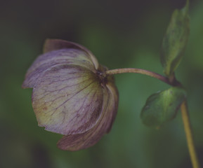 soft dreamy dark macro hellebore flower side view - 111305418