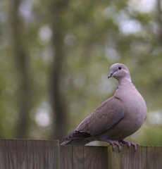 single eurasian collared dove sitting on a fence - 111305424
