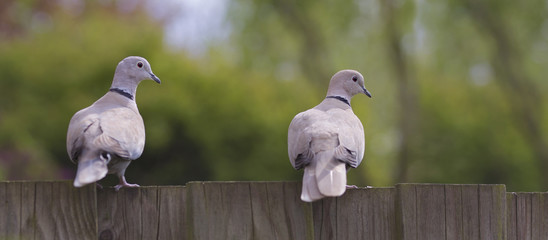 panorama banner two streptopelia decaocto eurasian collared doves on a fence - 111305430