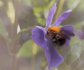 bumblebee feeding on periwinkle flower - 111305434