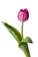 Naklejka premium pretty pink tulip