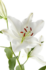 Fototapeta na wymiar white tulip flower in a vertical image.